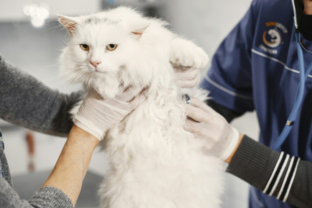A fluffy white cat is being held gently by two people wearing gloves and a veterinarians uniform, likely during a check-up at a veterinary clinic.