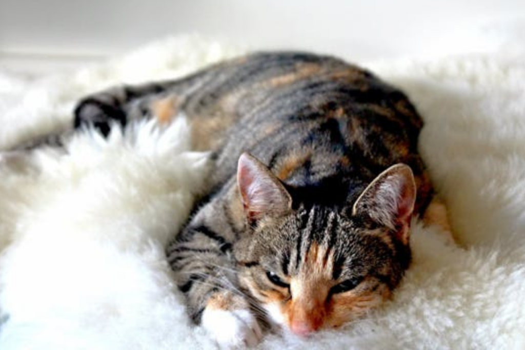 A tabby cat with a mix of brown, black, and orange fur lies comfortably on a fluffy white blanket, looking relaxed and sleepy.