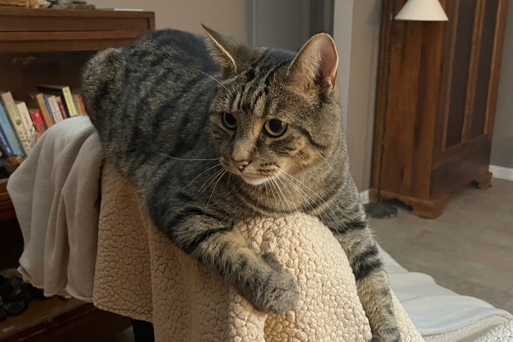 Cat Sitting on Back of Chair