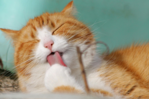 Orange and White Cat Grooming