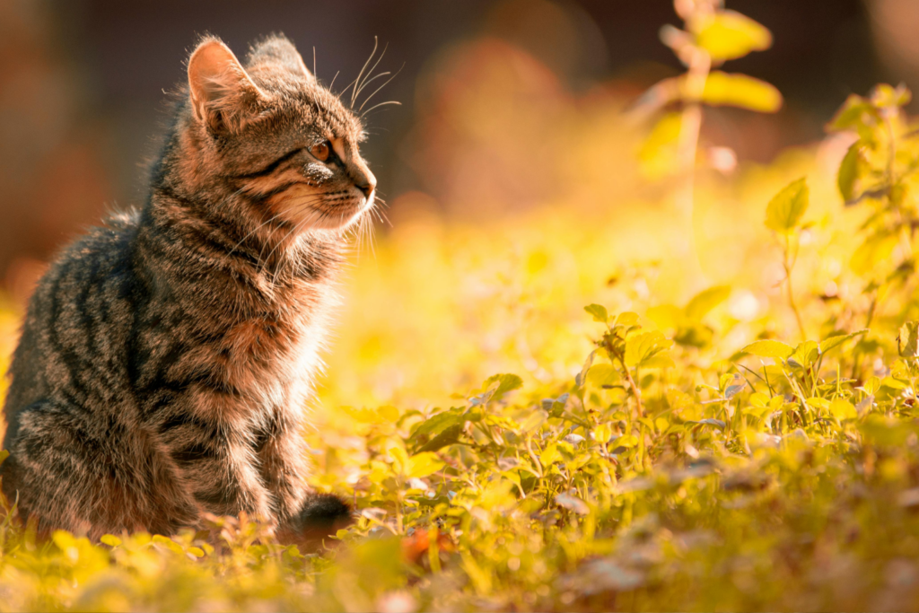 Cat outside side view