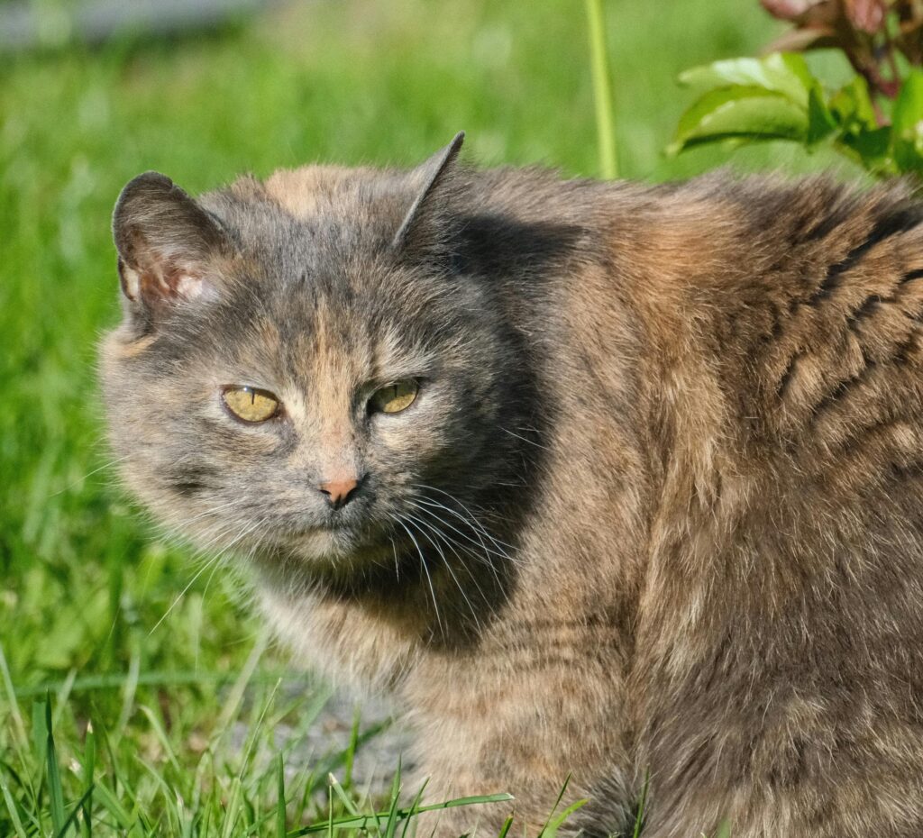 Cat With Yellow Eyes Looking At An Object Outside