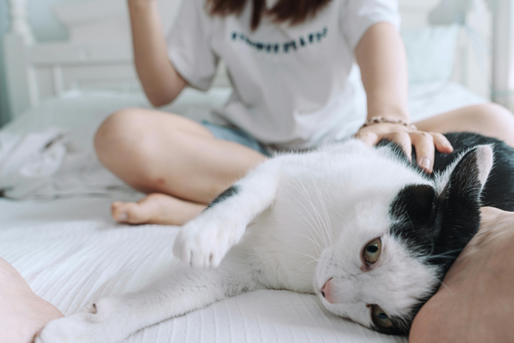 Black and white  at sleeps at owner's leg