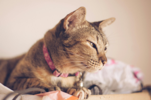 Striped Cat With Pink Collar