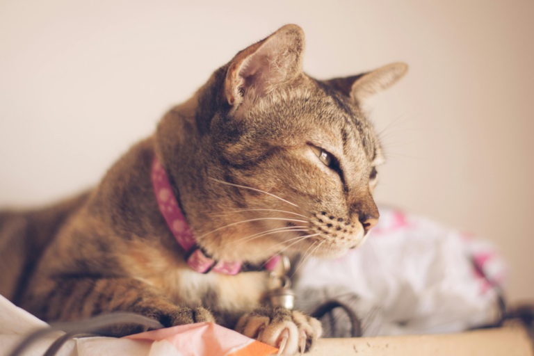 Striped Cat With Pink Collar