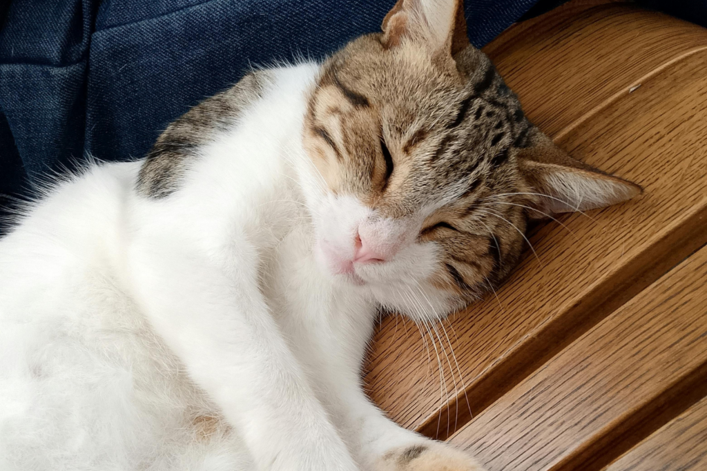 Sleeping white and grey markings cat with belly showing