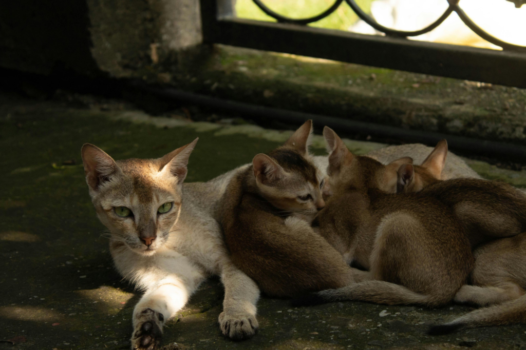 Cat with Several Kittens