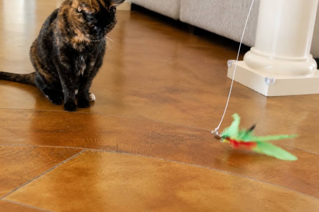 tortie cat eyes the cat wand toy