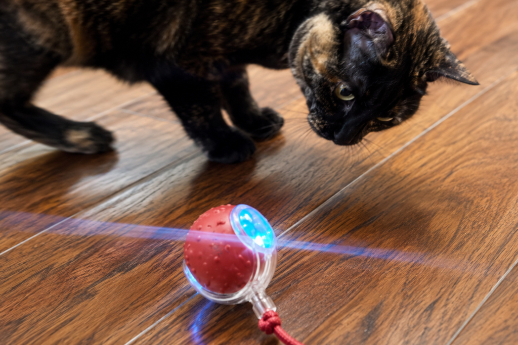 cat is excited about the interactive cat ball toy