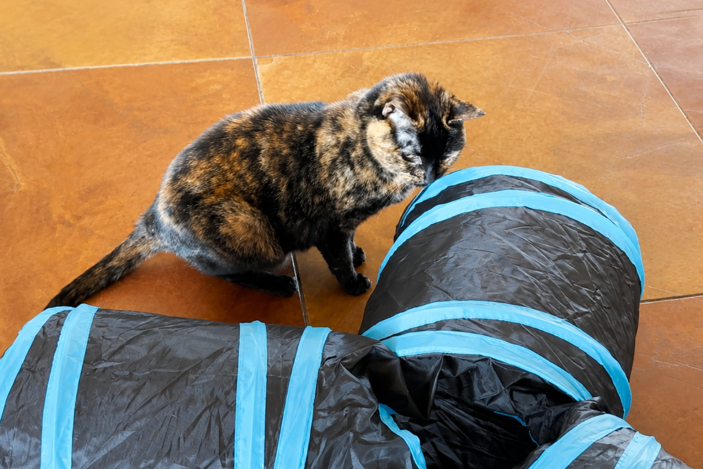 tortie cat at idle of cat tunnel