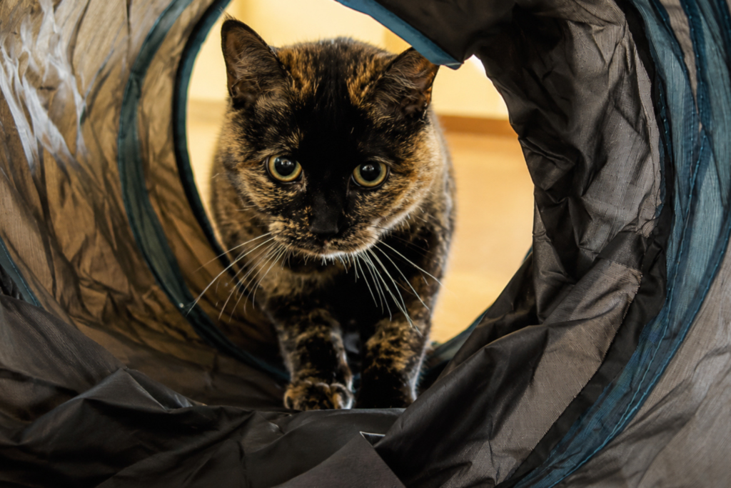 Cat entering the Tempcore cat tunnel