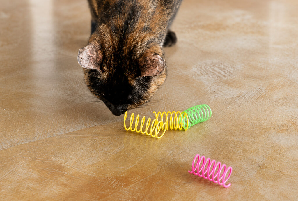 Tortie cat sniffs and checks out the cat spring-type toys
