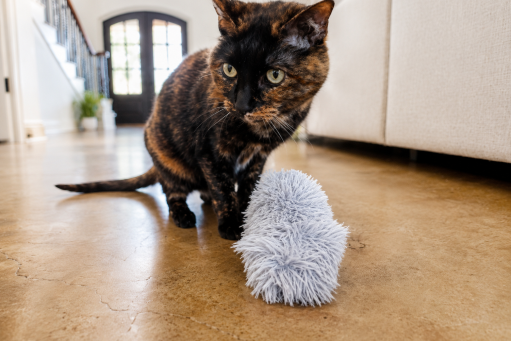 cat stands beside plush catnip toy