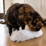 Tortie cat plays with the plush catnip toy