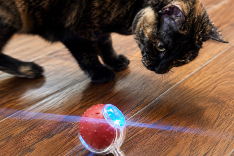 tortie cat plays with interest with the Giociv cat toy ball