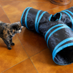 cat looks at cat tunnel from the outside