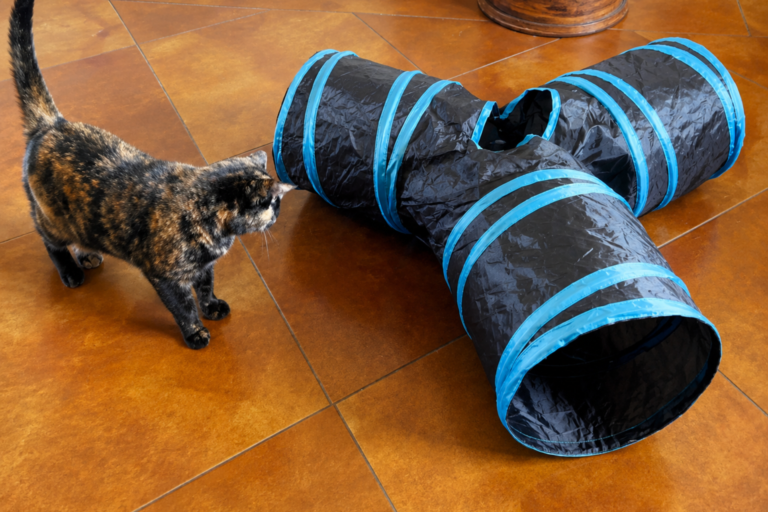 cat looks at cat tunnel from the outside