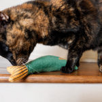 tortie cat with the crinkle fish toy