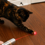 Tortie cat plays with a laser pointer cat toy