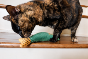 tortie cat with the crinkle fish toy