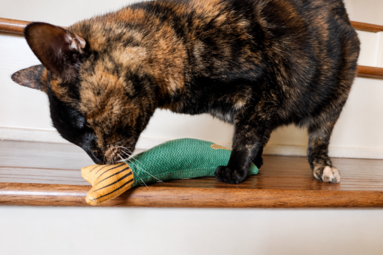 tortie cat with the crinkle fish toy