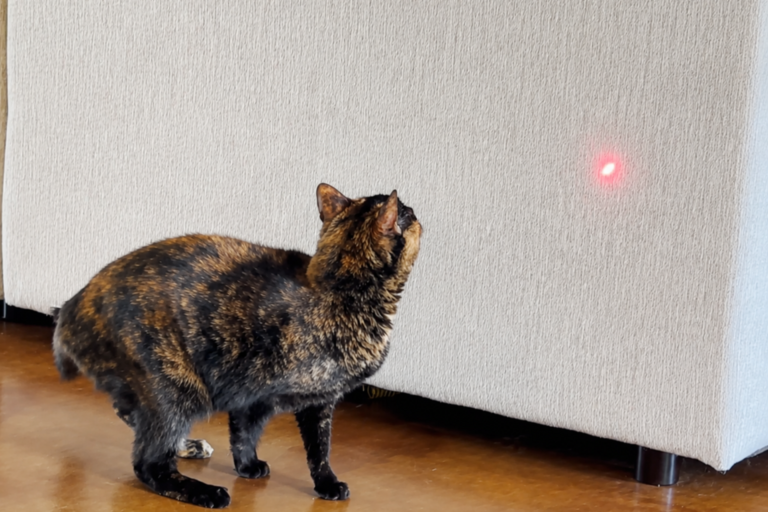 tortie cat watches the YVE LIFE laser dot on the wall